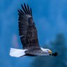 Captain Blues Eagle's profile picture