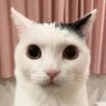 ꧁乂✰६𝘴țⁱ𝚋𝖾ᥒ✰乂꧂(inutil de toda la vida) profil fotoğrafı