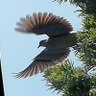 シャクシ profil fotoğrafı