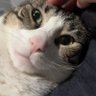 Josh's profile picture