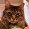 Amy Whittle's profile picture
