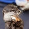 Profilbild von 🦦 otter named Stuewe 🦦