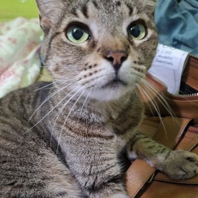siat's profile picture