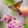 moth but flying now's profile picture