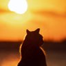 TwilightWhiskers🐱's profile picture