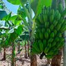 Agro Phycious's profile picture