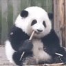 金宝丷's profile picture