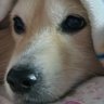 demigirl2009 美's profile picture