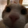 Pixe profil fotoğrafı