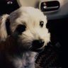 Evelyn_Fellows profil fotoğrafı