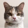 イブラヒモビッチ's profile picture
