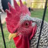 Фото профиля CockadoodleLou