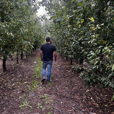 Enzo 🌳's profile picture