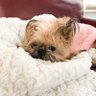 Brussels_Griffon🐾 profil fotoğrafı