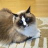 キリ profil fotoğrafı