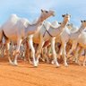 عبدالله الشَّهرانيٰ | ١٧٢٧'s profile picture