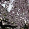Фото профиля いっしー