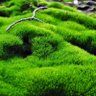 MOSS's profile picture