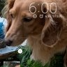 香衣 profil fotoğrafı
