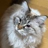 Profilbild von makomo🐾🐈