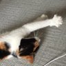 からあげ🎌's profile picture