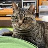 Profilbild von 高山賢治 山苞(やまづと)の快楽、巨峰物語