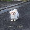 はひこりめめ 的头像