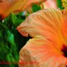 Фото профиля Timothy Zamora