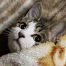 tkhs🐾 profil fotoğrafı