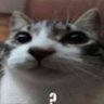 Gatitoxd 12 的头像