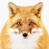 Profilbild von T-FOX