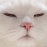 Profilbild von Sergeich