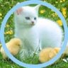 Profilbild von Mliri💙