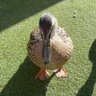 Caleb profil fotoğrafı