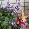 🌹🌱じゅね🐶😺 profil fotoğrafı