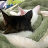 にゃあ🌈:‖ mf 🕒🥨🍚🚪😈🍵療養の為お休みしますm(*_ _)m profil fotoğrafı