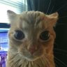 wesley 的头像