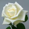 أمينة profil fotoğrafı