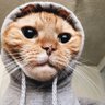 Diogo Henrique's profile picture