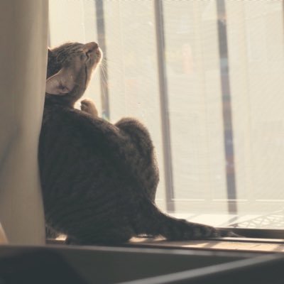 りさ's profile picture