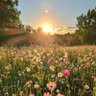 sun🌻 profil fotoğrafı