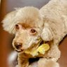 わんわん🐩Reiwa@fx stock investment's profile picture