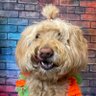 PM's profile picture