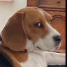 Profilbild von Bob Bradford