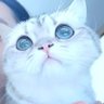 莫莫是个人造人 profil fotoğrafı