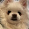 홍랑둥이 的头像