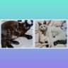 もんち profil fotoğrafı