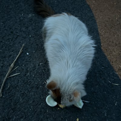 HuaHuaS1020's profile picture