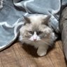 テリー's profile picture