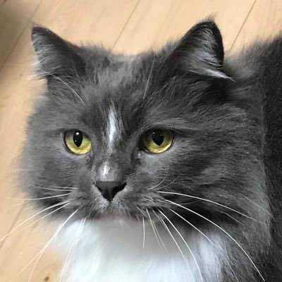 heiwanahikari's profile picture
